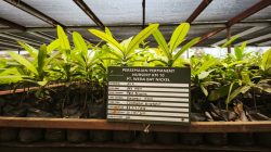 Mangrove Tumbuh, Harapan Baru Muncul: IWIP dan Warga Bangun Ekowisata Pesisir di Halmahera Timur