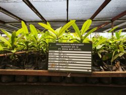 Mangrove Tumbuh, Harapan Baru Muncul: IWIP dan Warga Bangun Ekowisata Pesisir di Halmahera Timur