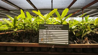 Mangrove Tumbuh, Harapan Baru Muncul: IWIP dan Warga Bangun Ekowisata Pesisir di Halmahera Timur